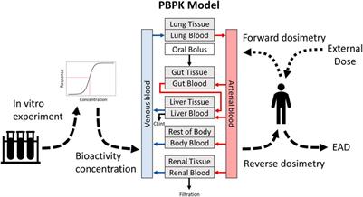 Application of an Accessible Interface for Pharmacokinetic Modeling and In Vitro to In Vivo Extrapolation